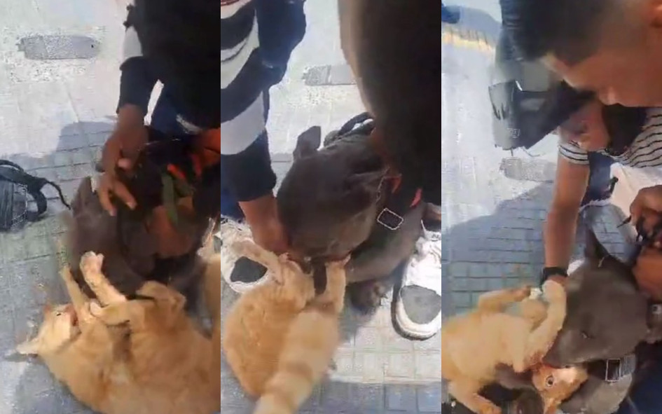 Momento en el que el dueño del perro pitbull intenta que suelte al gato en el centro de Chinchiná.