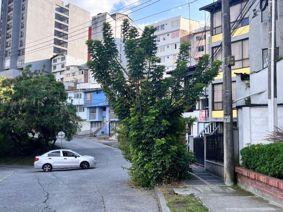 Foto Luis Trejos  /Q’HUBO  Este es el árbol que, según los residentes, obstruye la visibilidad de los conductores y peatones en el barrio Baja Leonora.