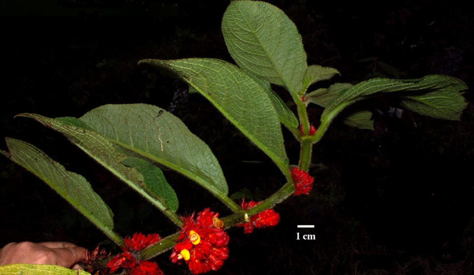 'Drymonia tomentosa'