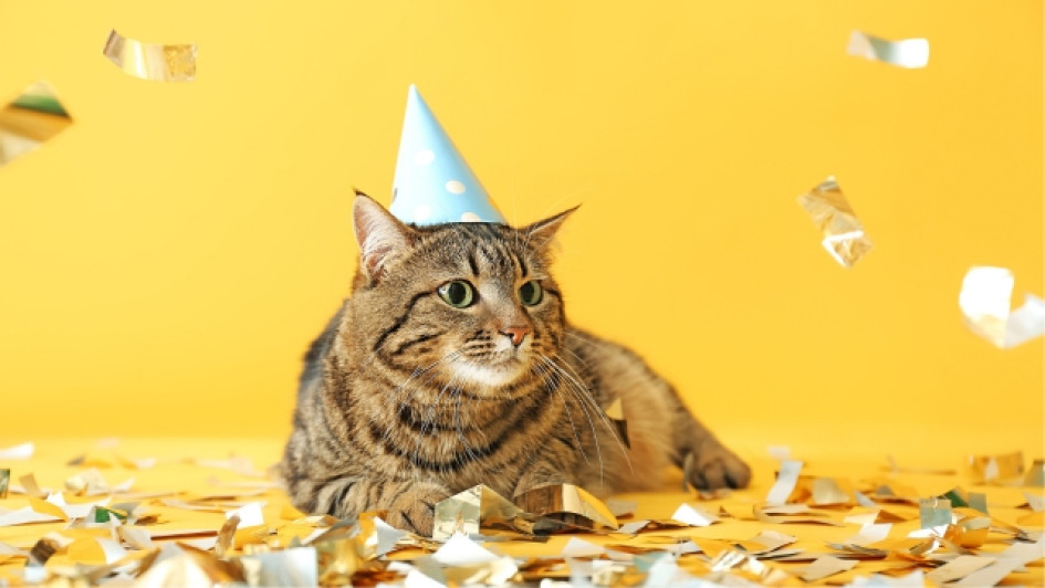 Gato de cumpleaños