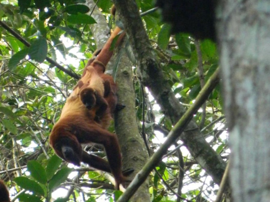 Pereira será sede del V Congreso Latinoamericano de Primatología y el IVCongreso Colombiano, un evento que reunirá a investigadores, estudiantes y comunidades