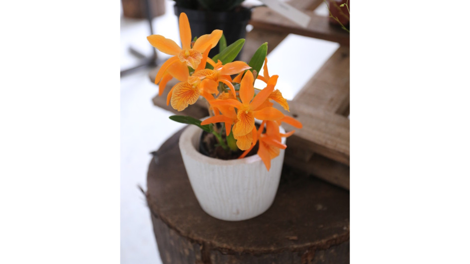 Dendrobium es el segundo género de orquídeas más abundante en la naturaleza, tras el Phalaenopsis.