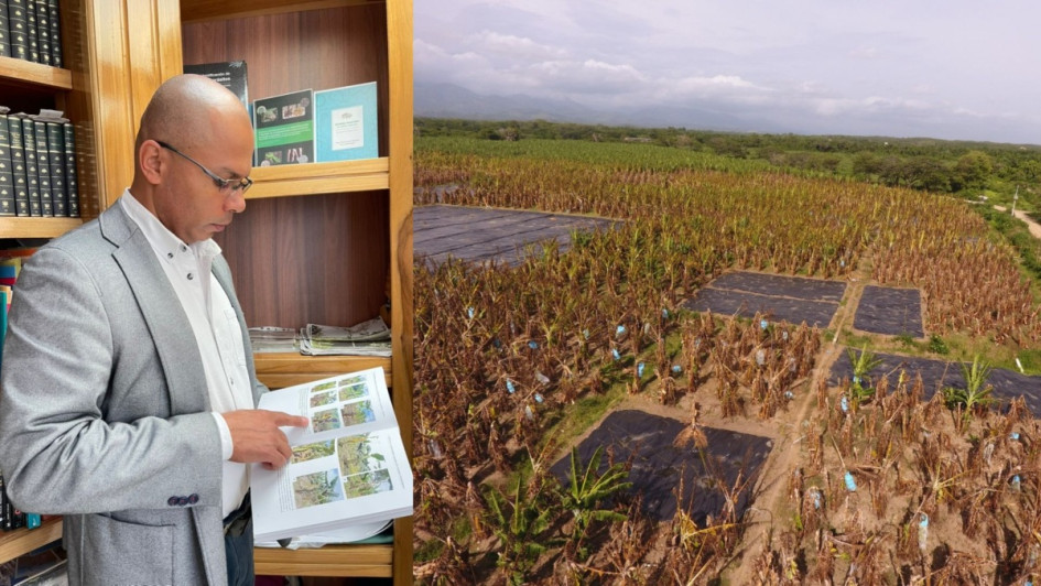 En defensa del plátano y el banano: cómo identificar enfermedades. Academia Colombiana de Ciencias Exactas Físicas y Naturales publicó libro del investigador caldense Óscar Adrián Guzmán Piedrahíta. Guía para dummies de 11 enfermedades del plátano y el banano. Vea la galería de fotos de estos frutos tradicionales de las mesas de Colombia.