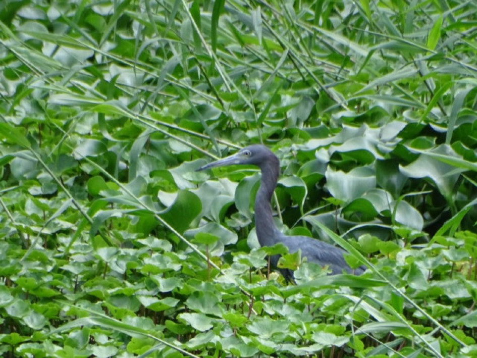 El avistamiento de aves contribuyó a que Colombia siguiera siendo líder en el 2024 con su enfoque de sostenibilidad y biodiversidad. En la imegen, una Egreta caeruela. 