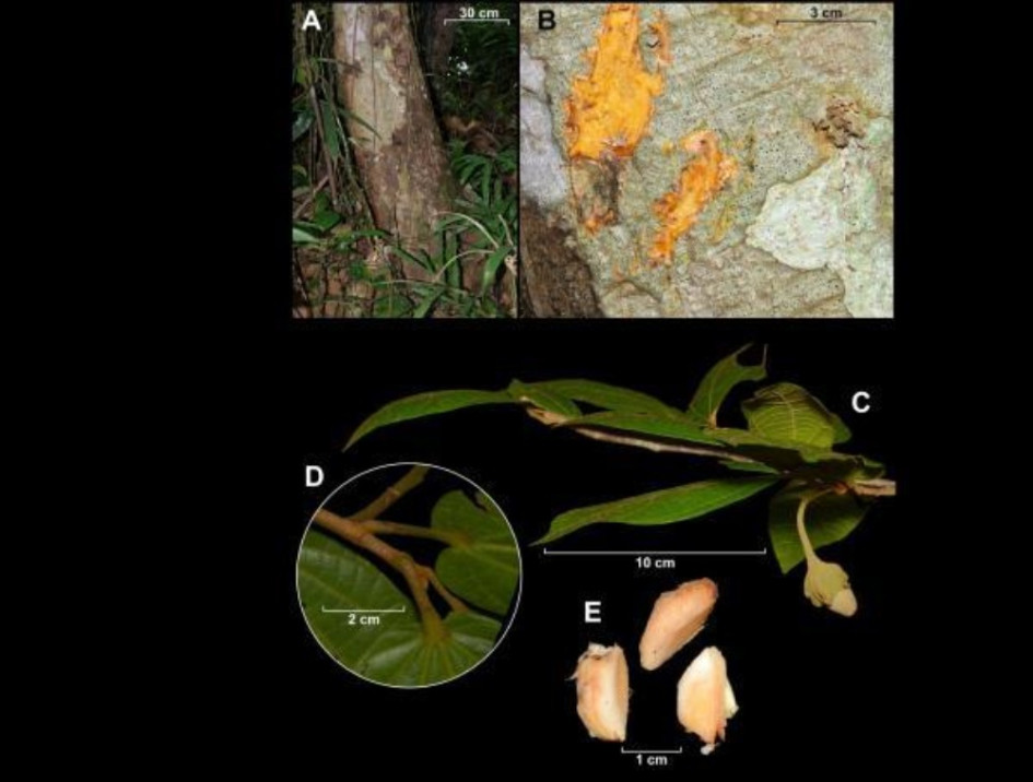 Las especies identificadas en Colombia son Matisia genesiana, Matisia mutatana y Matisia rufula, todas de la familia del algodón. 