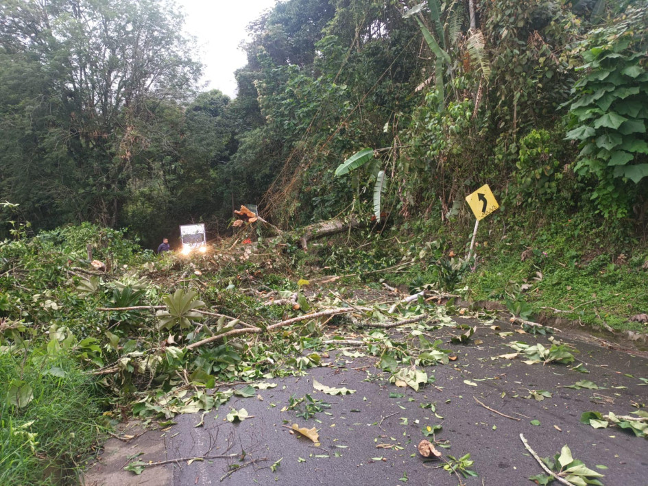 Un árbol cerró la vía que comunica a Risaralda con el corregimiento de Palestina. 