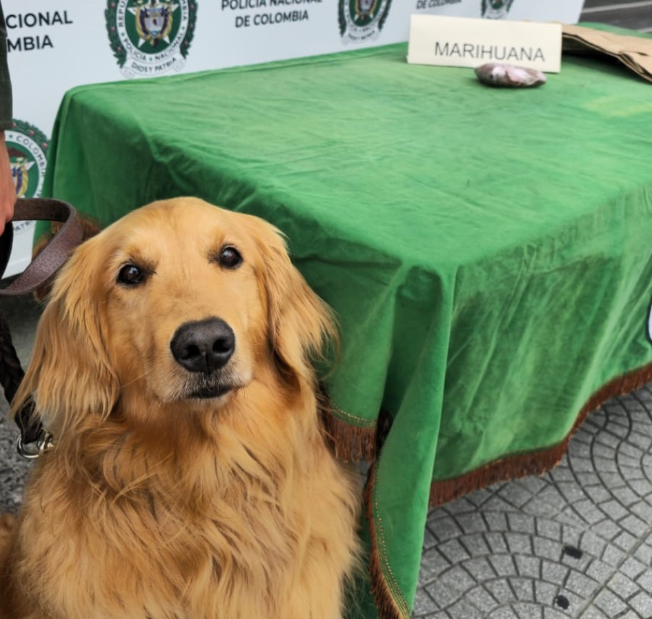 Sam detectó un paquete con cigarrillos de marihuana que provenían de Medellín y su destino era Manizales.