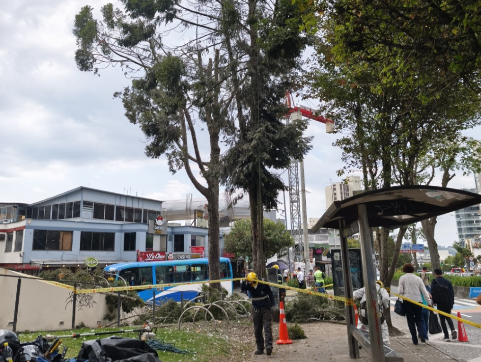 Estos son los árboles del sector de Juan Valdez, en El Cable (Manizales), que podan para evitar que las garzas se posen en ellos.