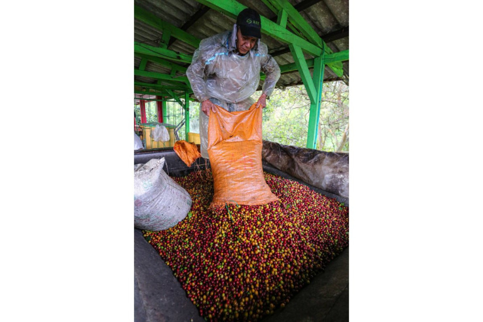 Producción de café