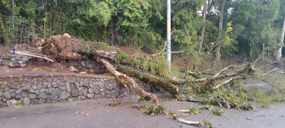 Foto | Cortesía Secretaría de Medio Ambiente | LA PATRIA  El árbol cayó debido a las fuertes lluvias.