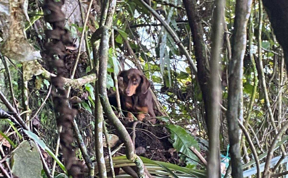 La mascota rescatada. Fotos de Bomberos.