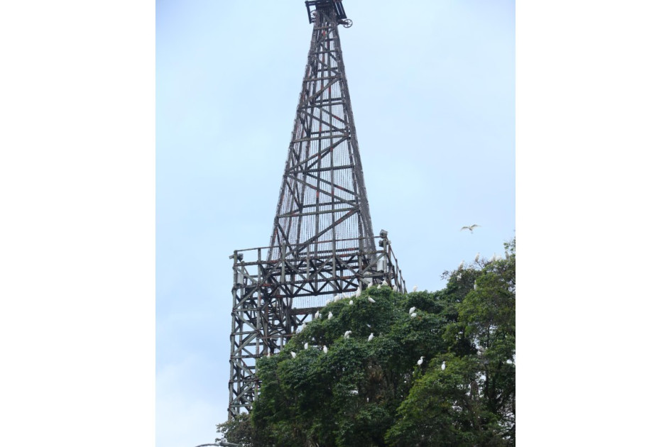 Las garzas del ganado (Bubulcus ibis) en el sector de El Cable, Manizales. 