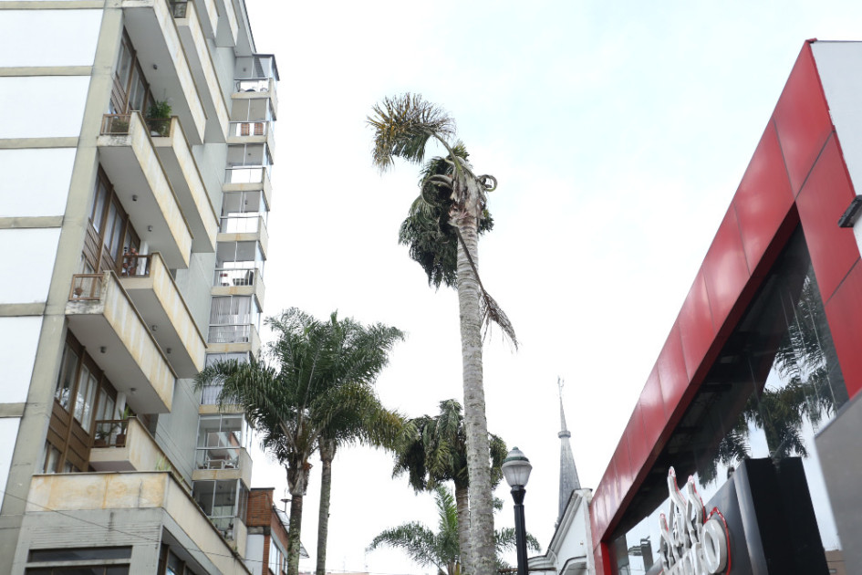 Las palmeras de la carrera 23 de Manizales suelen mudar constantemente sus hojas.
