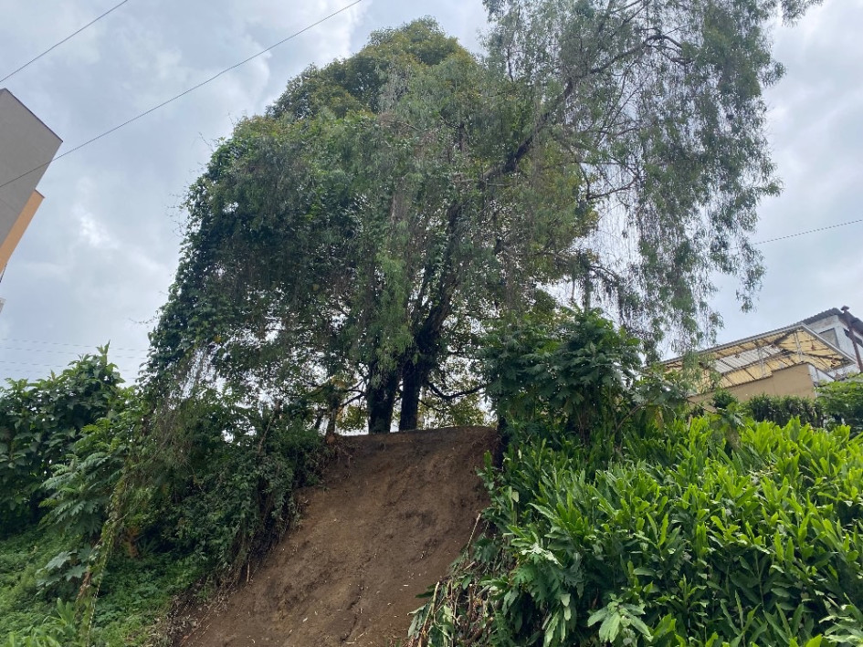 Fotos | Cortesía | LA PATRIA  Este es el árbol que preocupa a la comunidad.