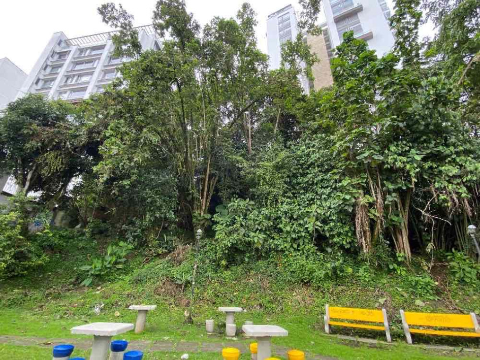 Foto | Cortesía | LA PATRIA Este es el bosque que se ubica detrás del parque en la calle 70 entre 23d y 24.