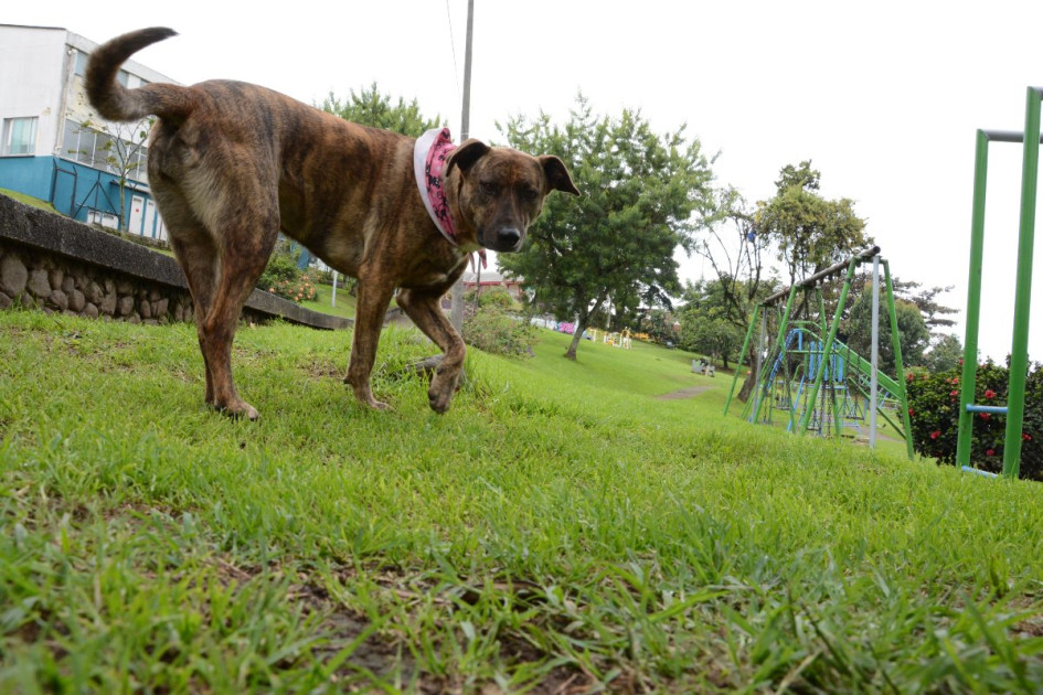 Siguen el rastro del parque: la Alcaldía de Manizales planea remodelar el espacio recreativo contiguo al CAI de La Enea en este 2025. Se convertiría en el parque de las mascotas, pero también tendría zonas para niños.