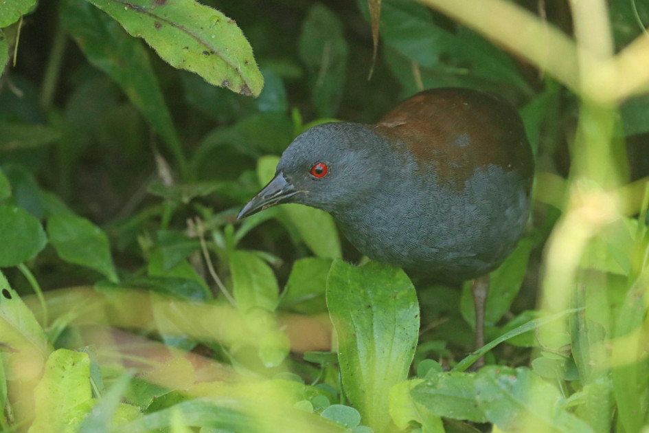 El pachay de Galápagos es un ave pequeña que pesa entre 35 y 45 gramos, con plumaje gris oscuro, dorso marrón, ojos rojos y finas motas blancas en la parte trasera del cuerpo.
