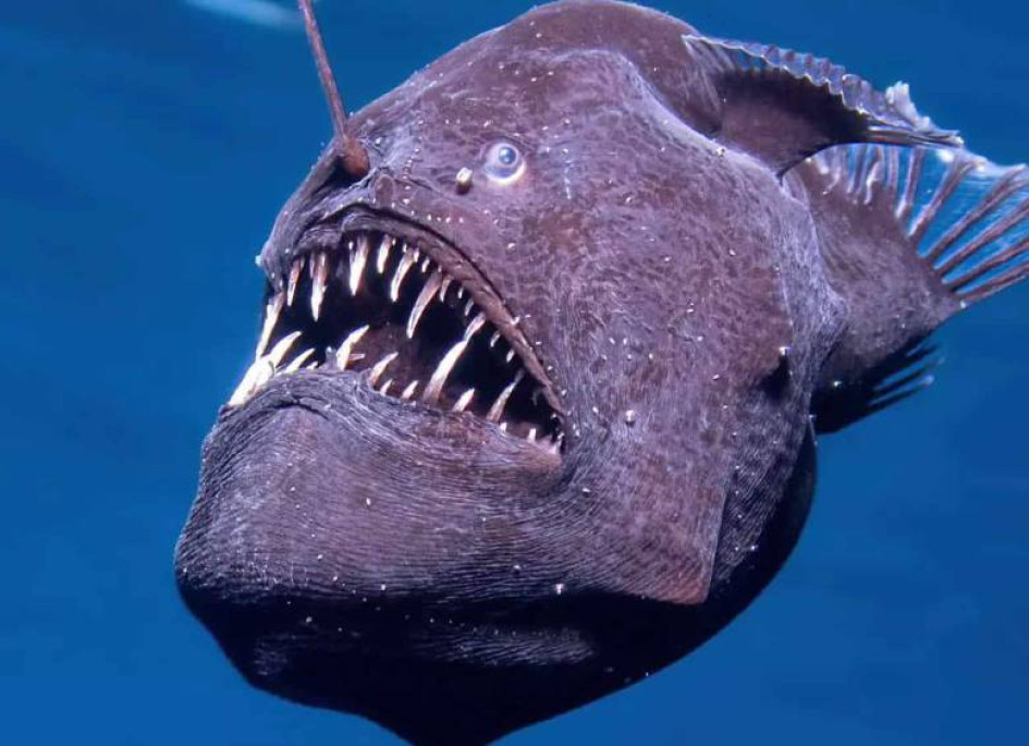 El hallazgo en las Canarias podría ser el primero de un diablo negro (Melanocetus johnsonii) vivo y en la superficie. Este pez abisal es conocido por su apéndice bioluminiscente y sus afilados dientes.