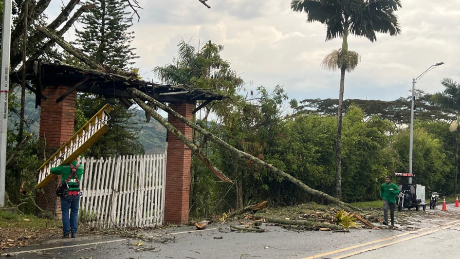 Los fuertes vientos este viernes en la tarde provocaron caída de árboles. 
