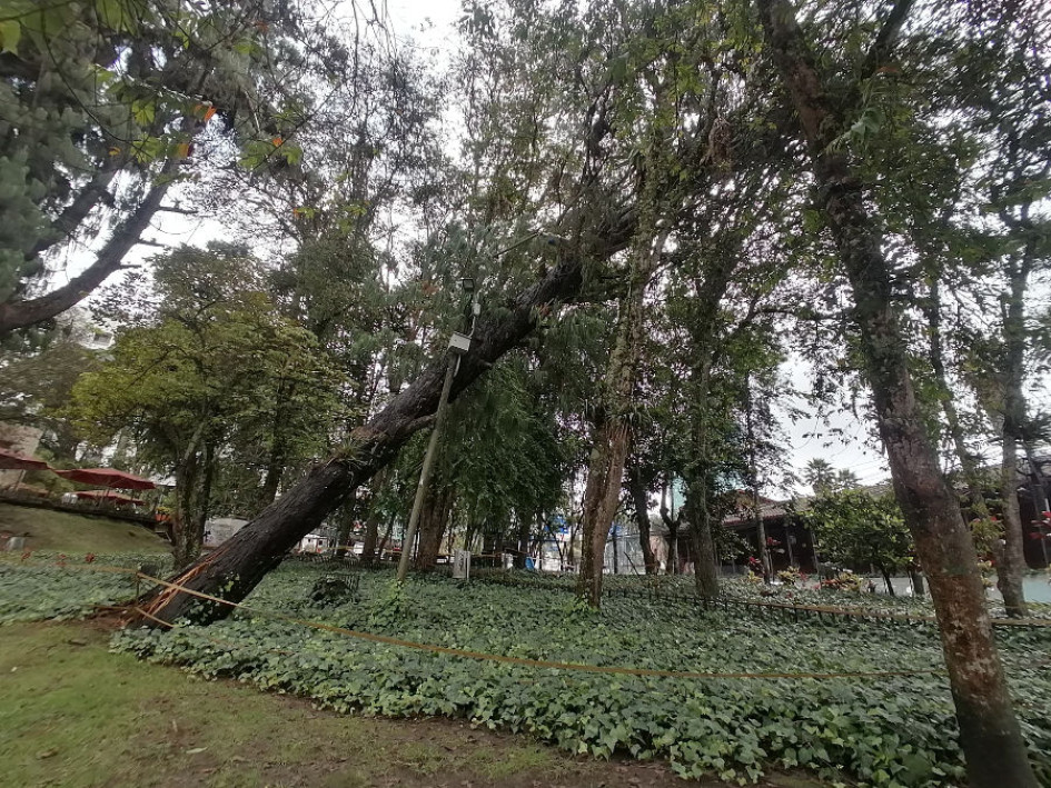 Este es el árbol que será intervenido para evitar accidentes en la zona.
