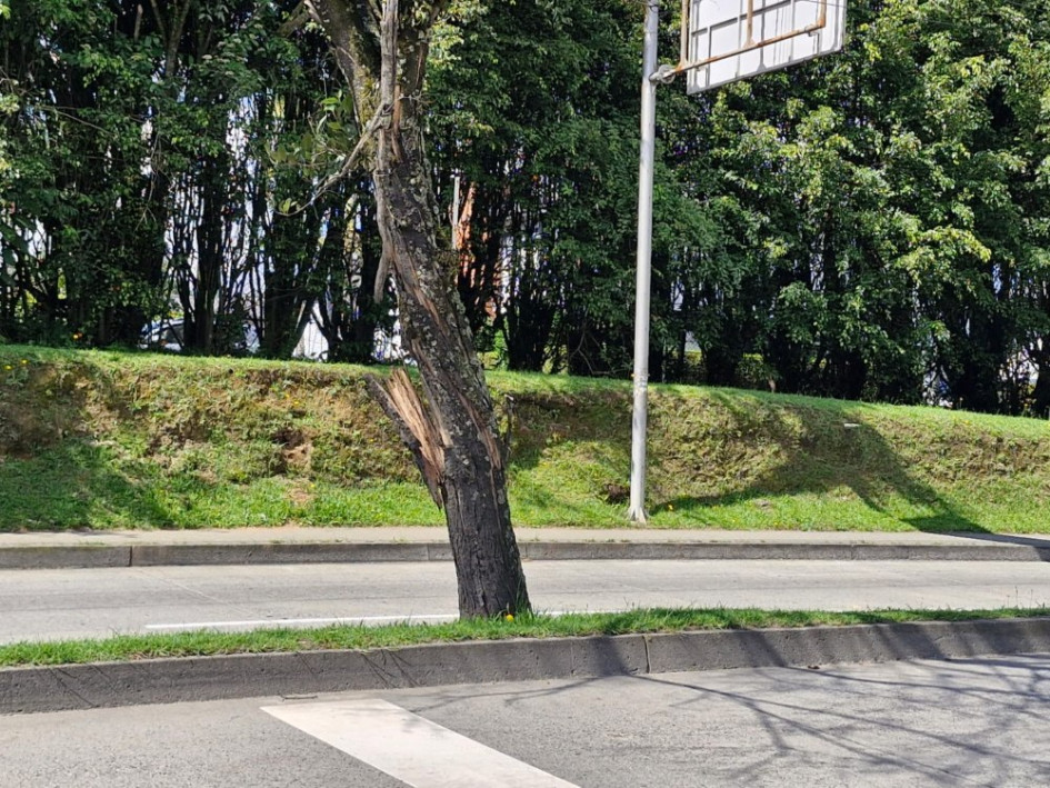 Foto | Cortesía | LA PATRIA  Este es el árbol que requiere de intervención. 