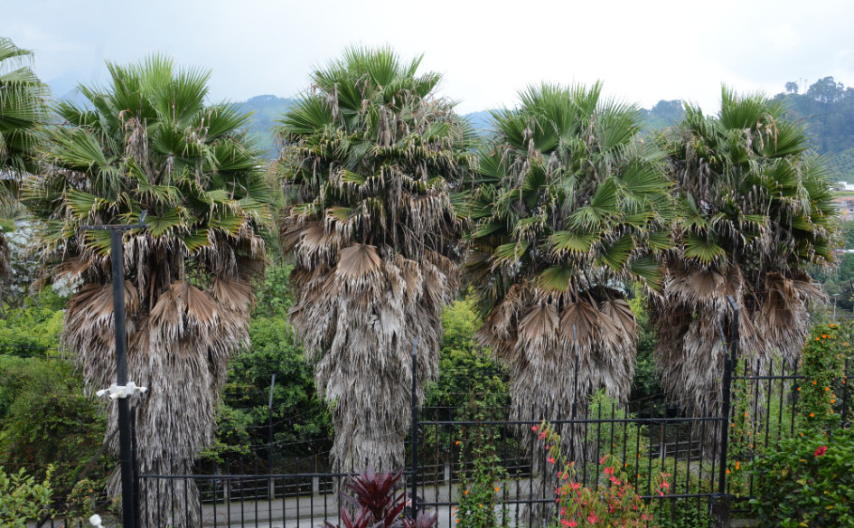 Foto | Freddy Arango | LA PATRIA  Solo la copa del árbol se ve sana. Según la IA Picture This, la planta está enferma.