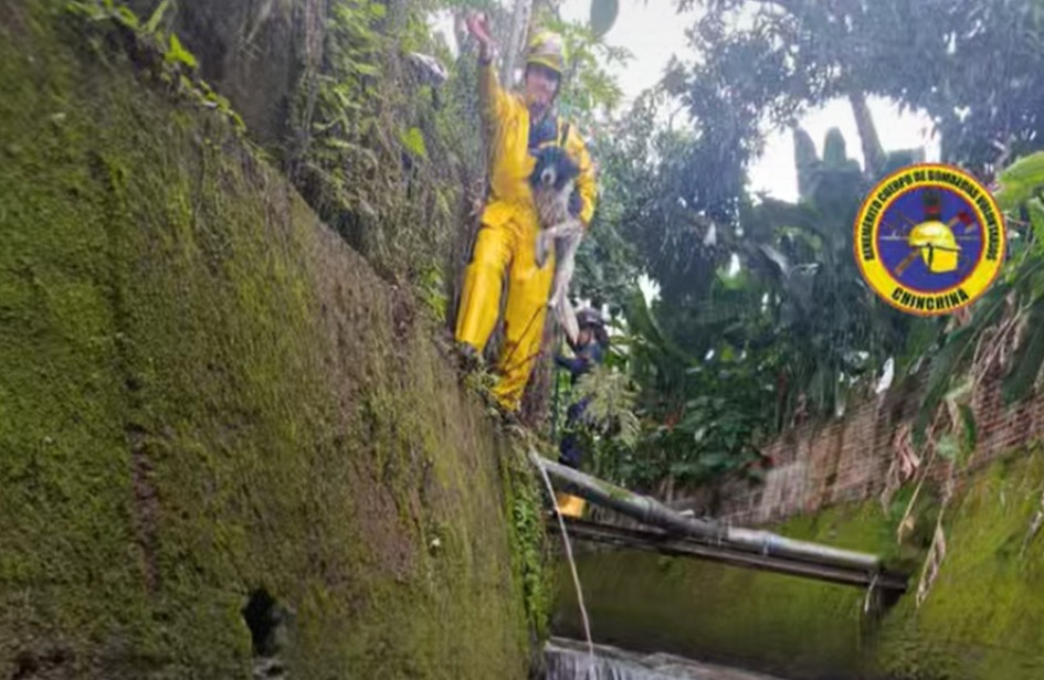 La emergencia de rescate animal se dio en la quebrada Cameguadua de Chinchiná (Caldas).