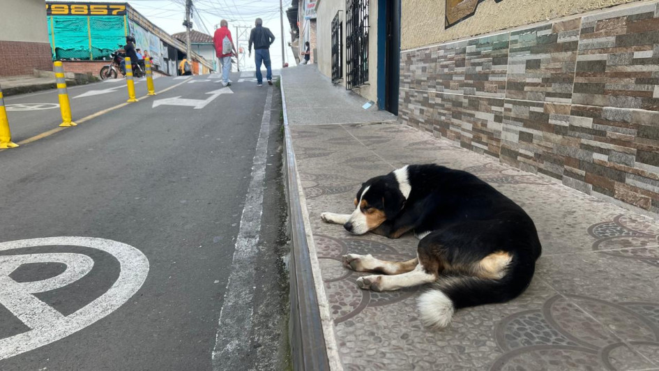 Foto | Cortesía | LA PATRIA  Este es el perro que no se levanta del mismo andén en Anserma.
