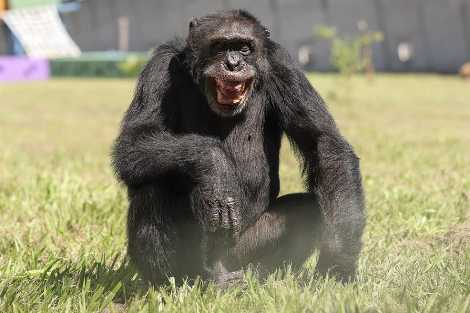El chimpancé, de 38 años, inició su viaje a São Paulo el domingo desde el Bioparque Ukumarí en Pereira.