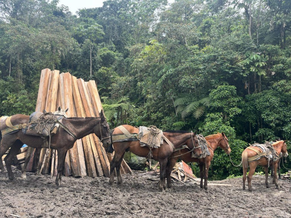 Equinos que revisaron en la Reserva Río Blanco y La Cumbre tras denuncia de maltrato animal.