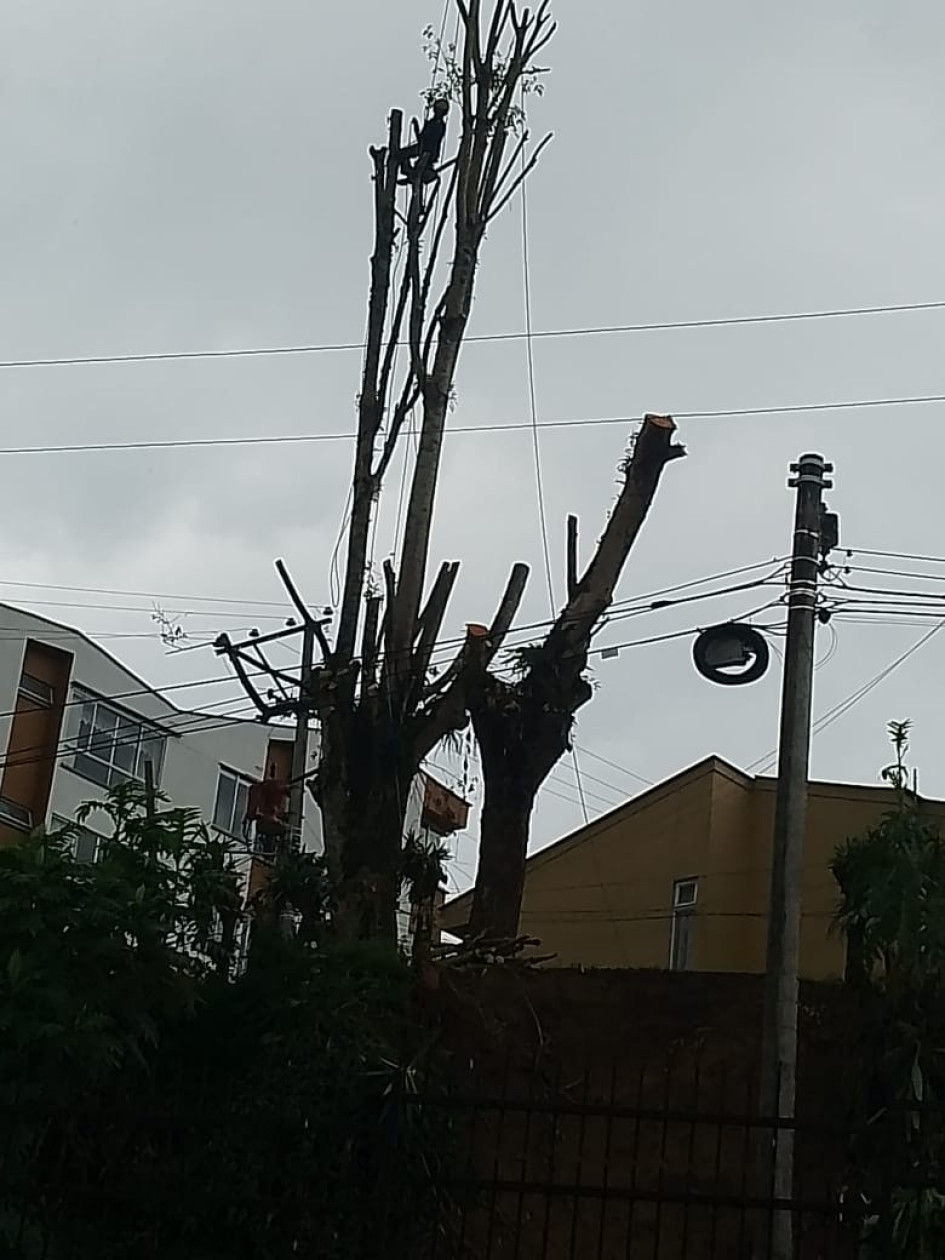 Foto | Cortesía | LA PATRIA  Este es árbol que preocupaba a la comunidad.