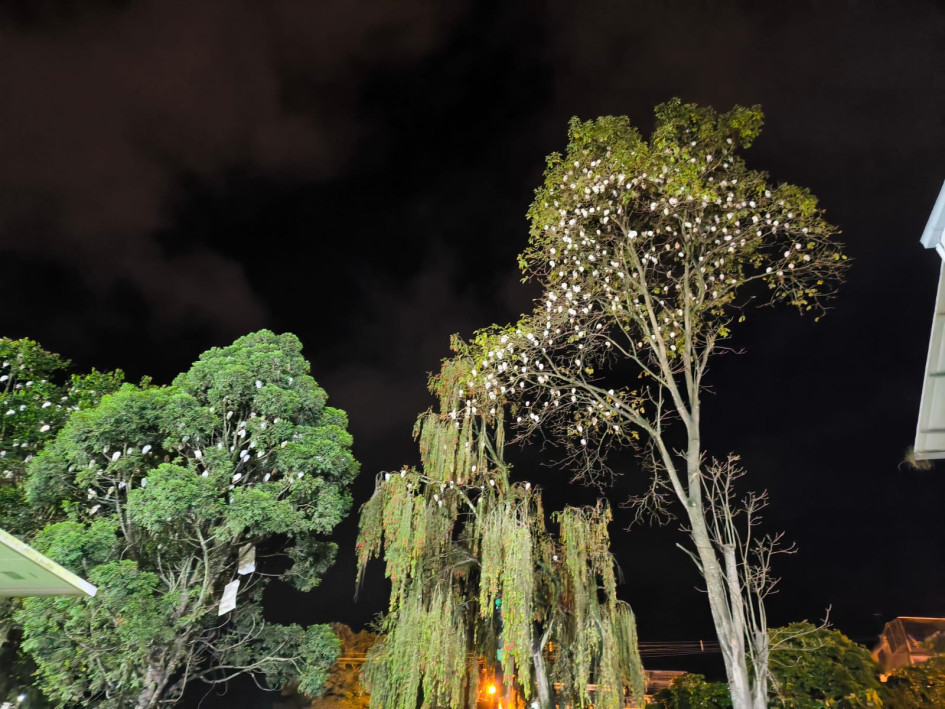 Esta es la situación actual en Neira (Caldas) donde los ciudadanos se quejan de la presencia de las garzas.  