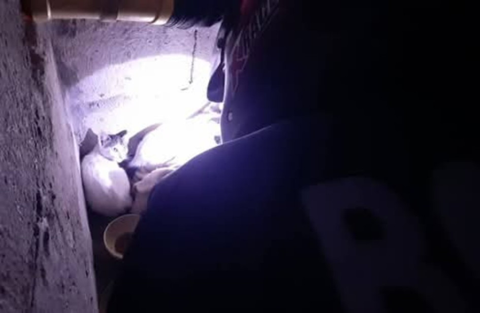 El rescate fue exitoso y el gato fue entregado a sus propietarios 