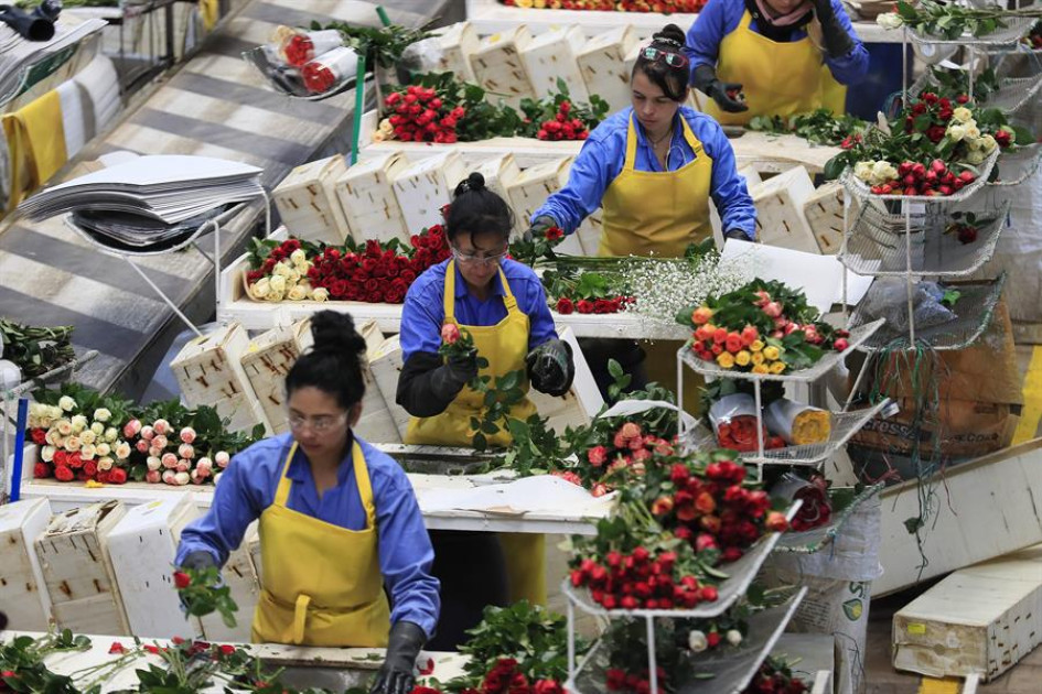 Fotografía de archivo de mujeres trabajando en el empaque de rosas.