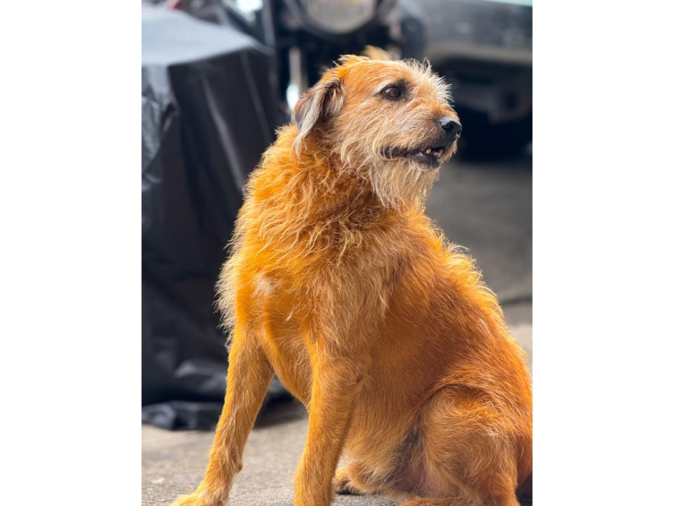 Barbas estará un mes en rehabilitación, con lo que se pretende mejorar su comportamiento.