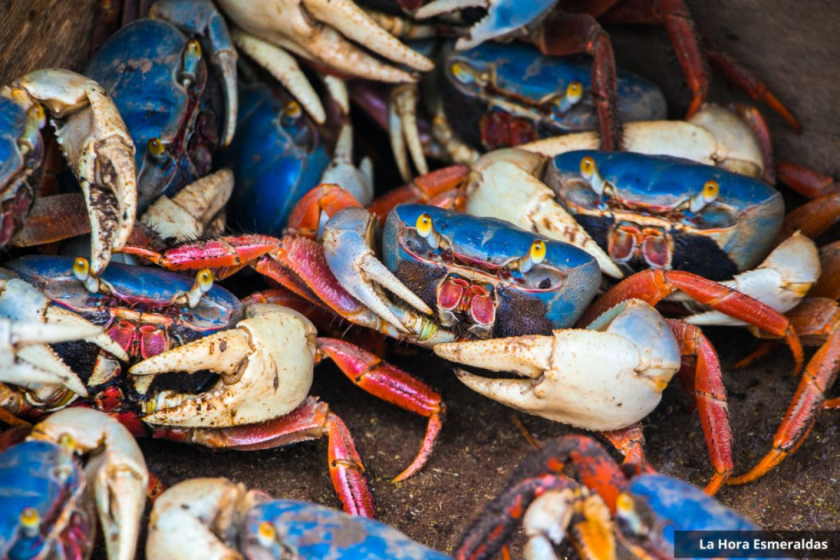 Cangrejos azules. 
