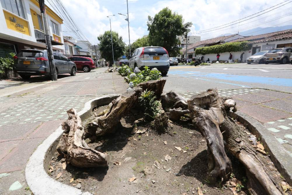 Foto | Luis Fernando Trejos | LA PATRIA   La Secretaría de Medioambiente de Manizales afirma que en Milán hay árboles que fueron talados por la Administración pasada. 