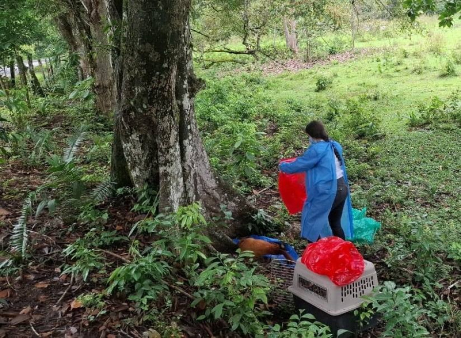 Los cuerpos de ocho monos fueron hallados en zonas rurales del Tolima. Seis de estos dieron positivo para fiebre amarilla, lo que alerta sobre la presencia del virus en el ecosistema y posibles contagios en humanos.