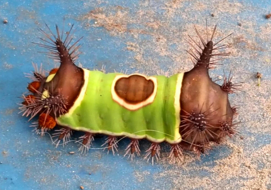 Oruga ensillada vista en Pensilvania (Caldas).
