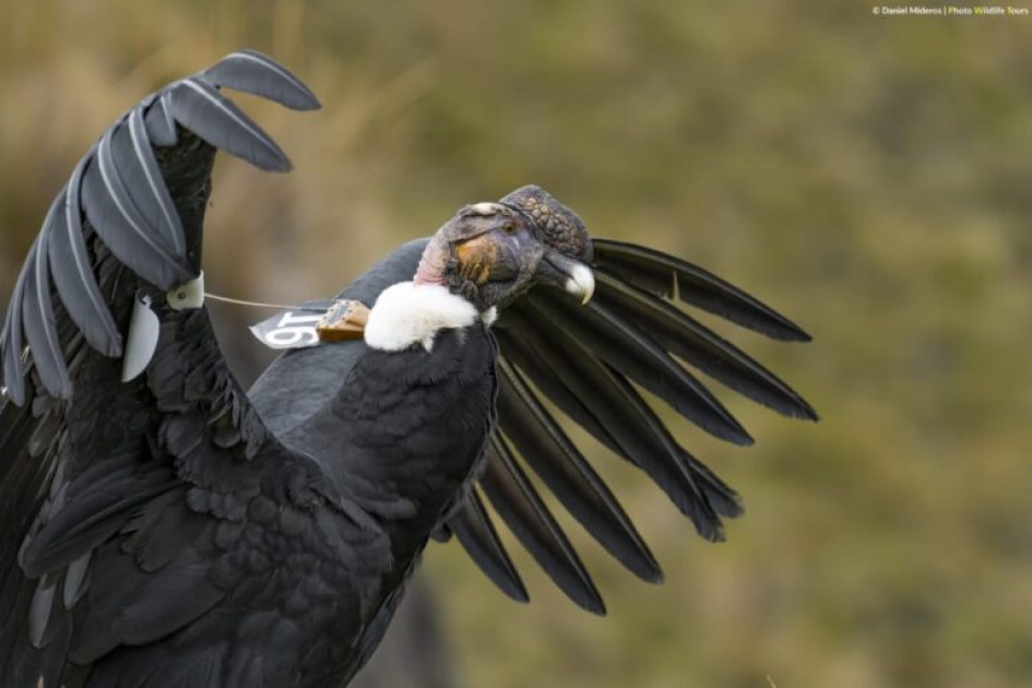 Valentino, el cóndor liberado en Ecuador.