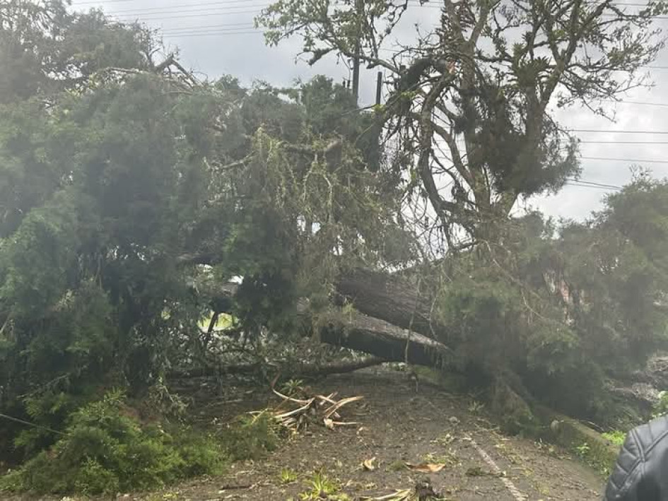 Árbol caído en el occidente de Caldas tras fuertes lluvias este jueves (3 de abril).