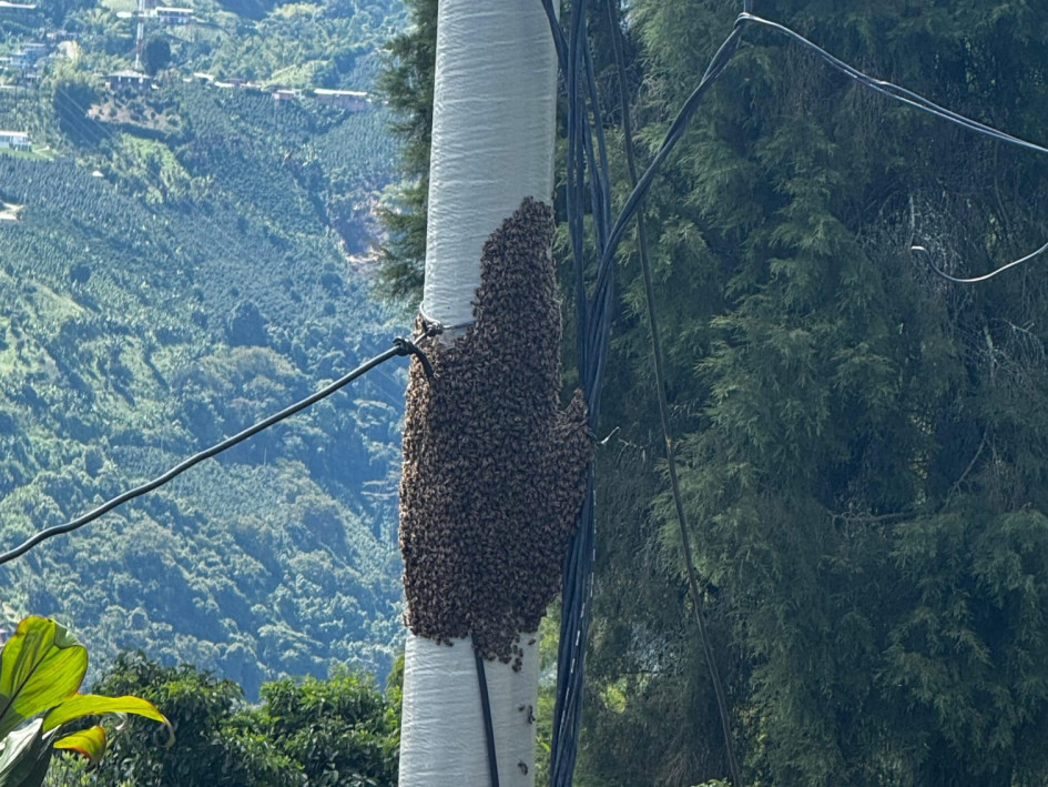 Enjambre de abejas en poste de zona rural de Manizales.
