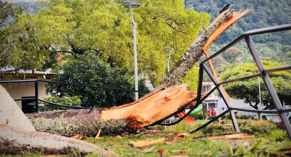 Este es el brazo que se cayó de la ceiba de Victoria. 