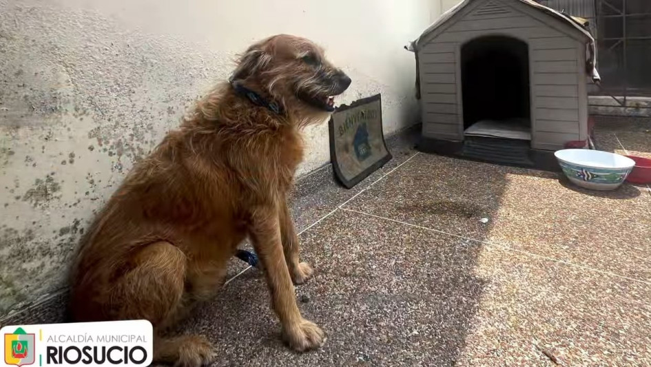 Finalizada la polémica, Barbas ya está en su nuevo hogar en Manizales.