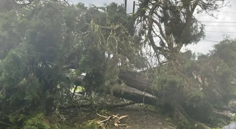 Las caídas de árboles son recurrentes en Anserma cuando las lluvias son muy fuertes.