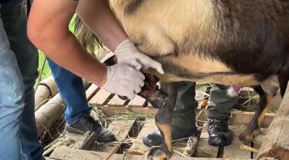 El animal presentaba una herida sin debido tratamiento, lo que deterioró su salud.