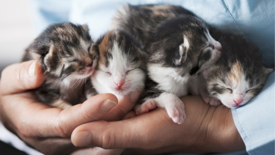Manos sosteniendo gatos bebés