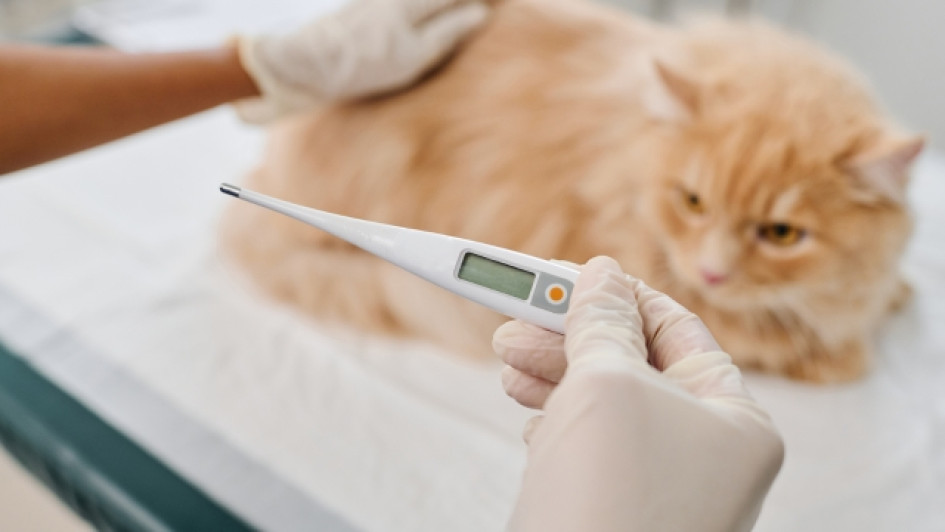 médico examinando un gato