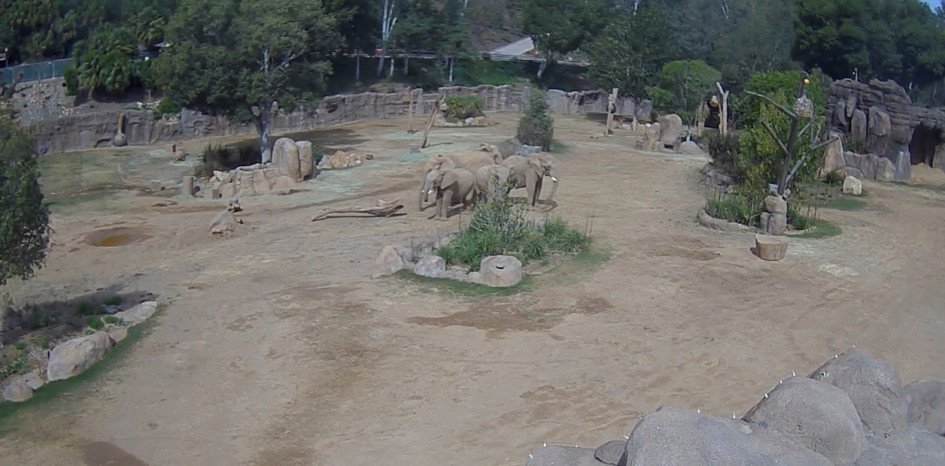 manada de elefantes se vuelve viral por proteger a sus crías durante un temblor