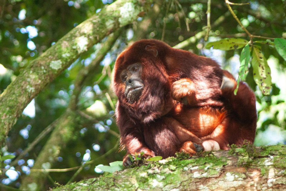 Mono aullador rojo (Alouatta seniculus).